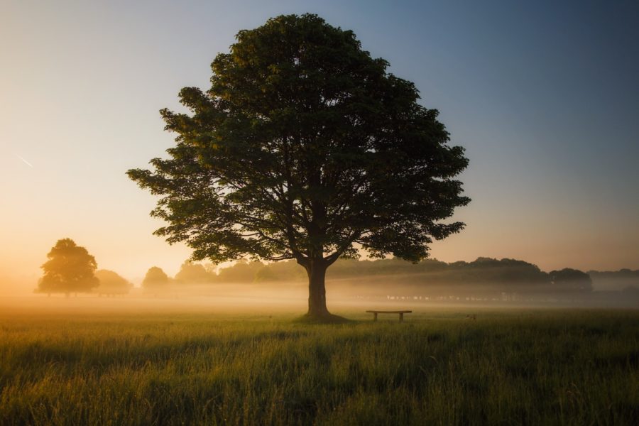 TuteliAMO l’ambiente